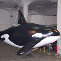 &Atilde;�H&Acirc;&sup3;&Acirc;&frac12;Whale